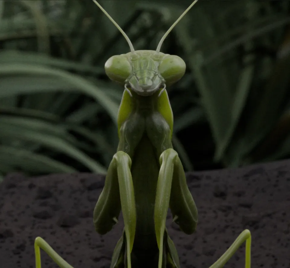Close-up of a praying mantis in macro